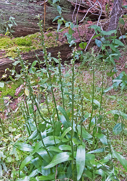 Bog Orchid 1.jpg